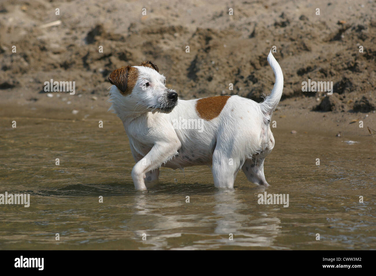 RKFLGEW 14CT Quadri Punto Croce Jack Russell Terrier Kit Di Ricamo - Foto 9