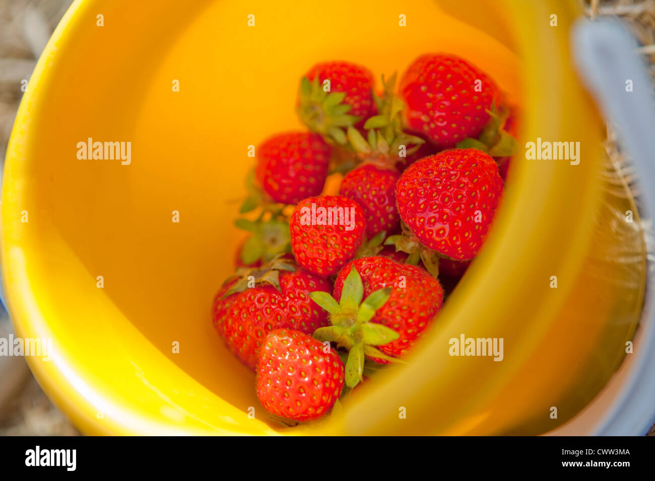 Bucket with strawberries Stock Photo - Alamy