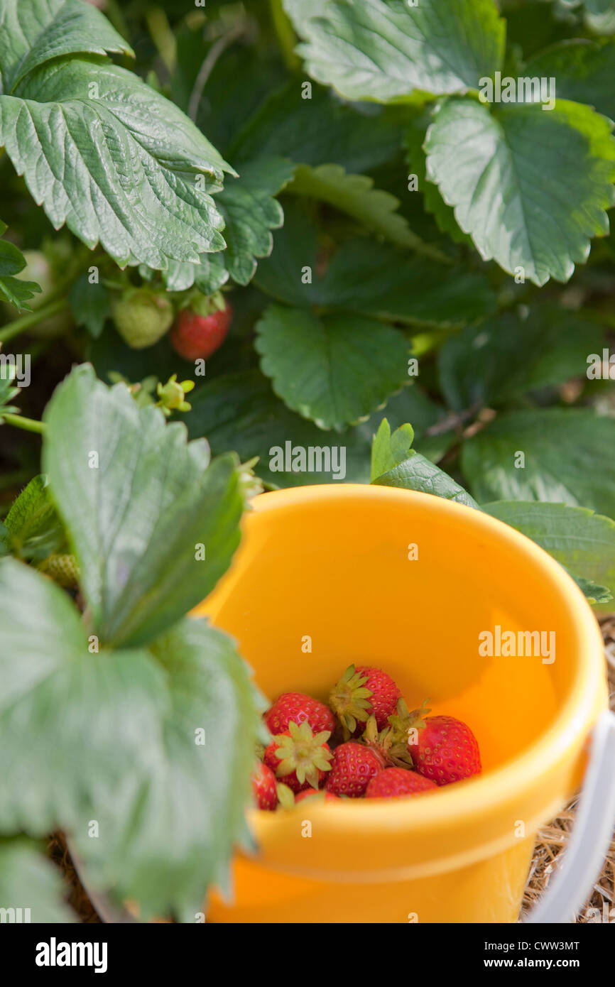 Bucket with strawberries in field Stock Photo - Alamy