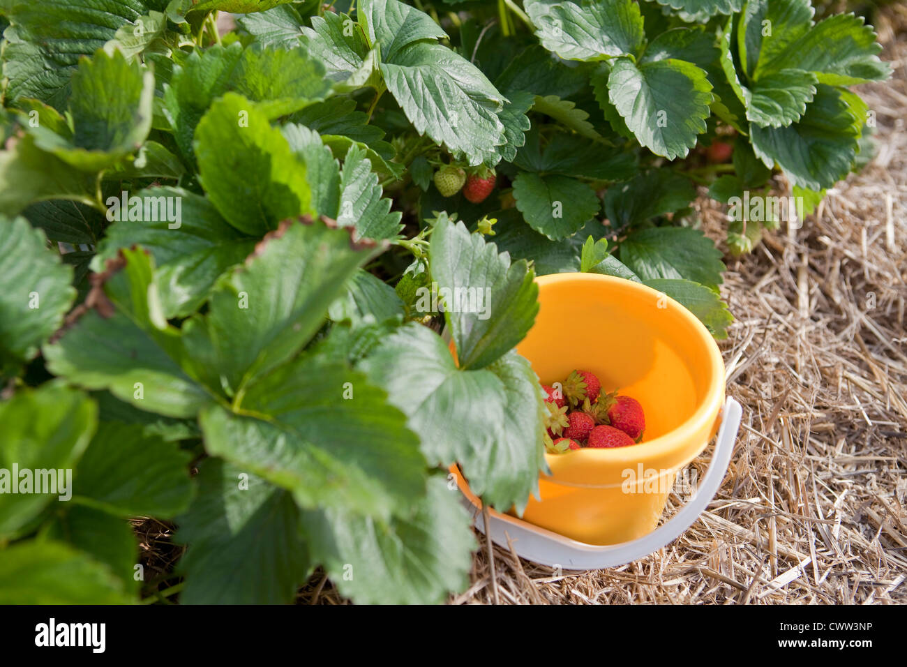 Bucket with strawberries in field Stock Photo - Alamy