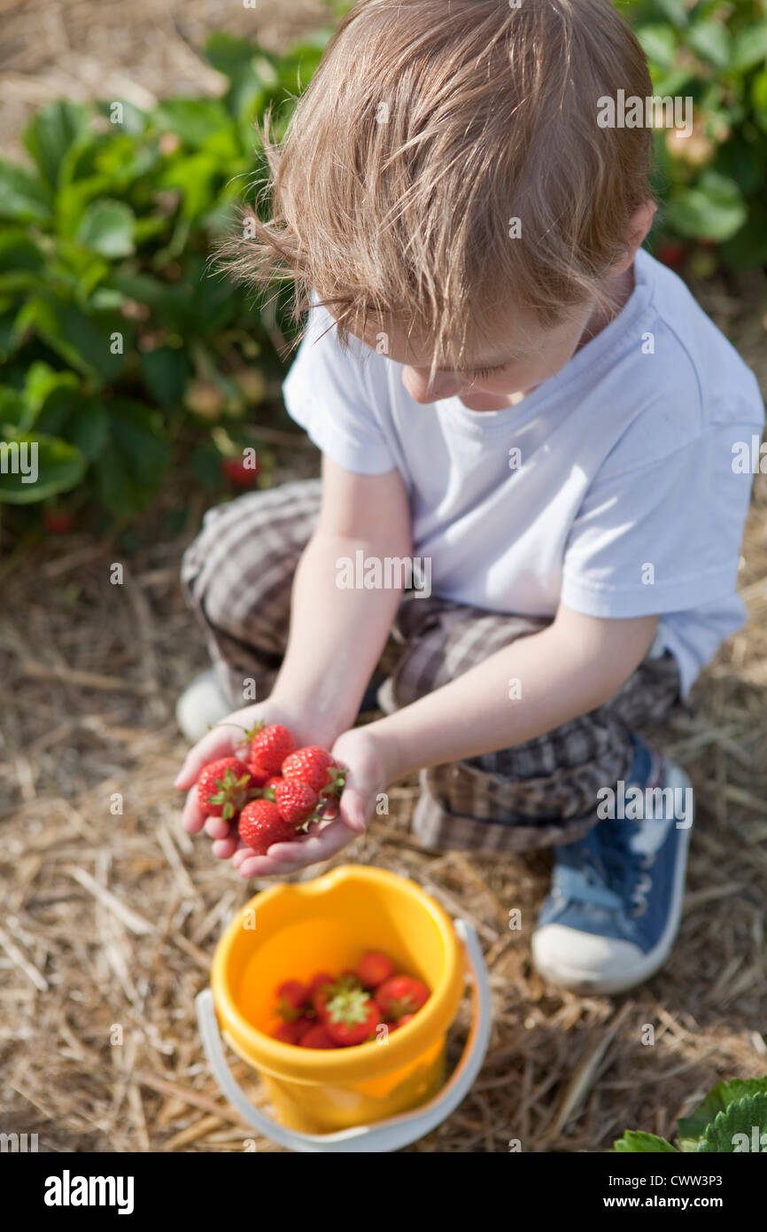 Boy picking strawberries in field Stock Photo - Alamy