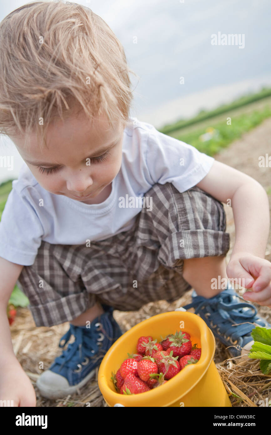 Boy picking strawberries in field Stock Photo - Alamy