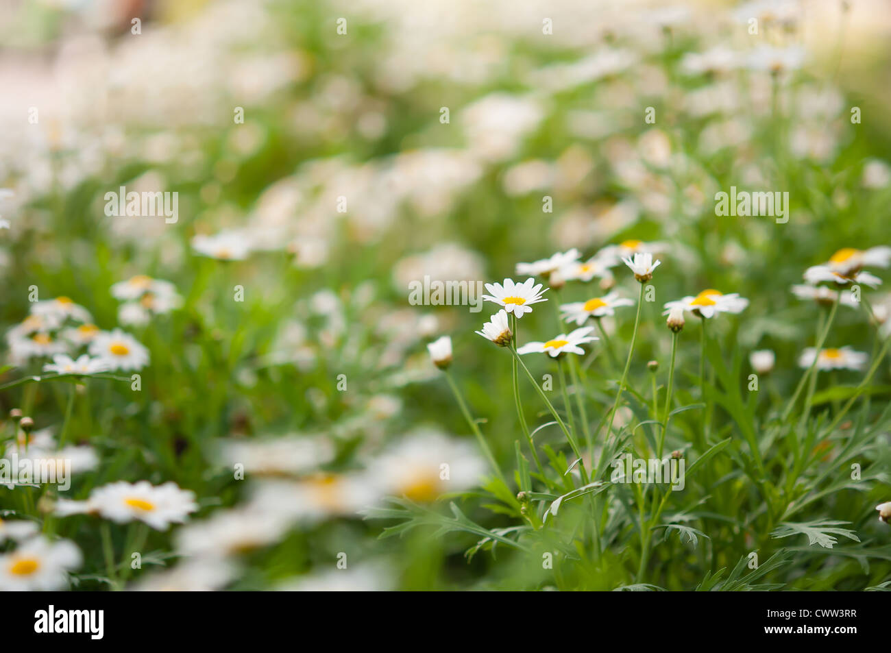 Daisies white flower unfocus with nature light in morning time Stock Photo