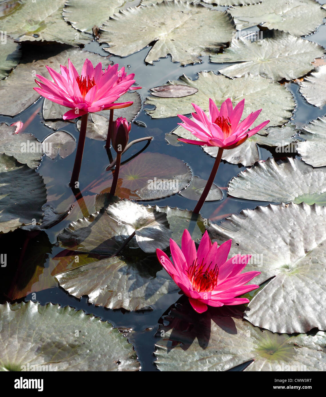 Water lily lotus flower and leaves Stock Photo Alamy