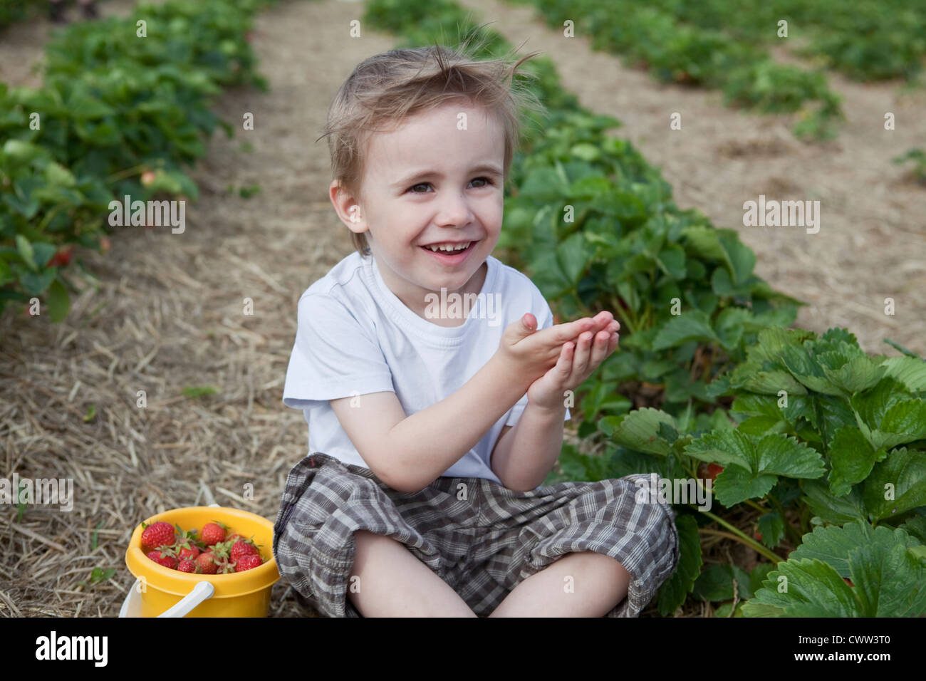 Boy picking strawberries in field Stock Photo - Alamy