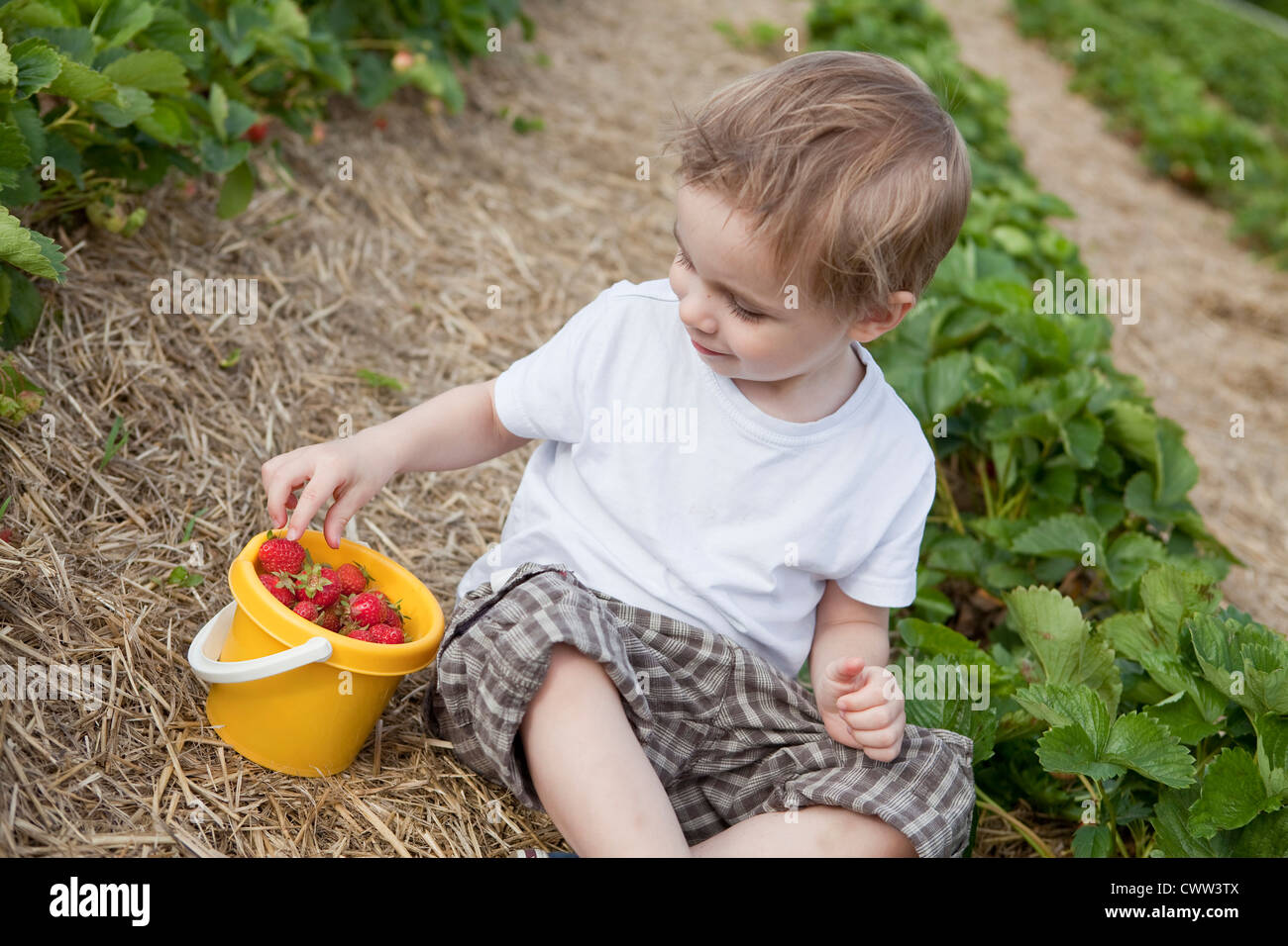Boy picking strawberries in field Stock Photo - Alamy