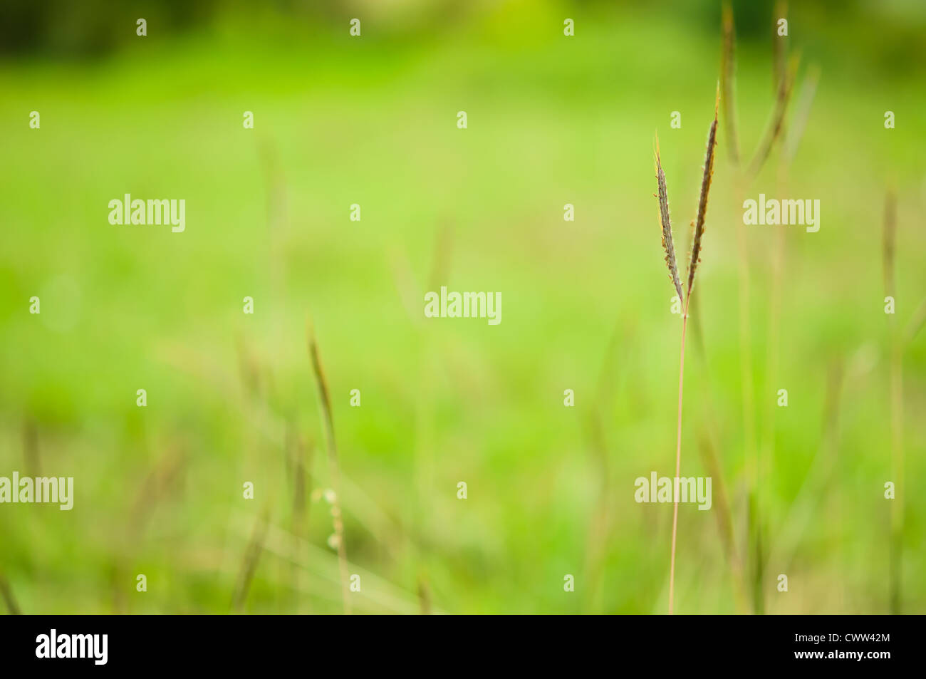 Green grass field background hi-res stock photography and images - Alamy