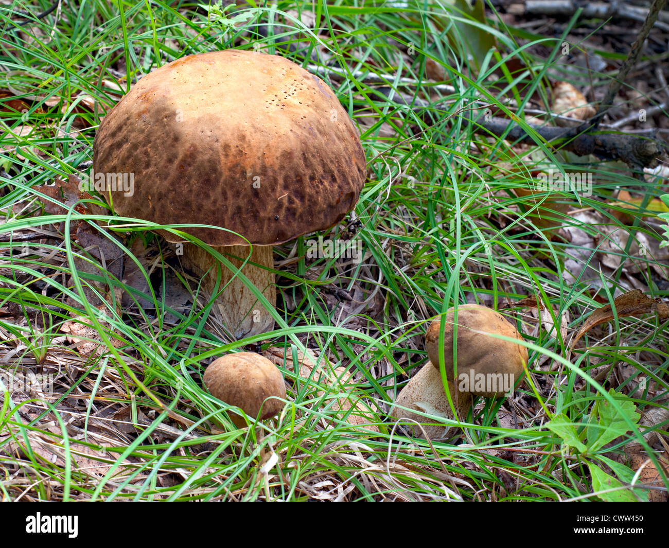 Group of the three Oak Mushrooms in the green grass Stock Photo