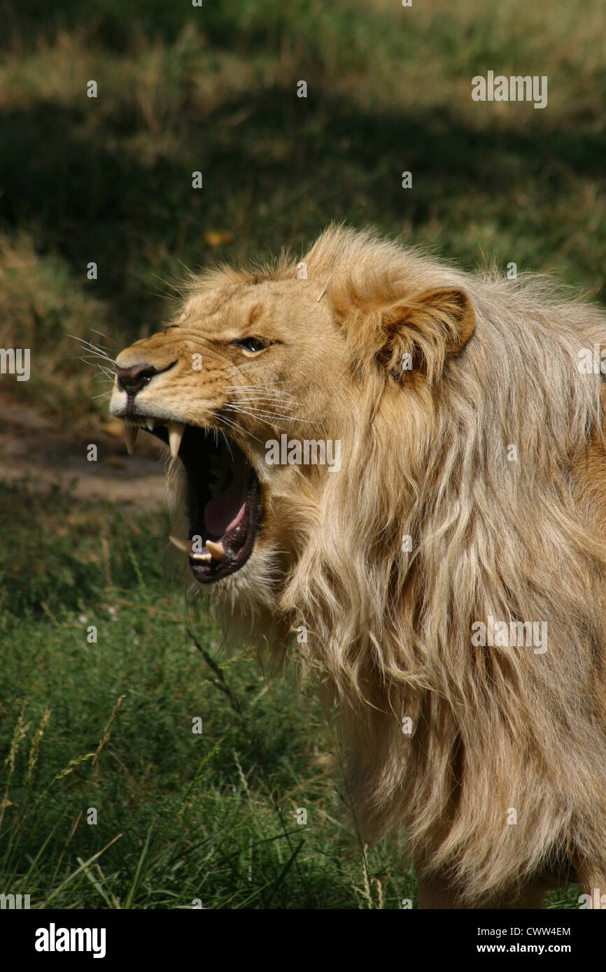 Male lion roar side view hi-res stock photography and images - Alamy