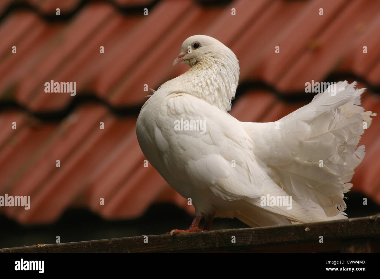 Indian white pigeon hires stock photography and images Alamy