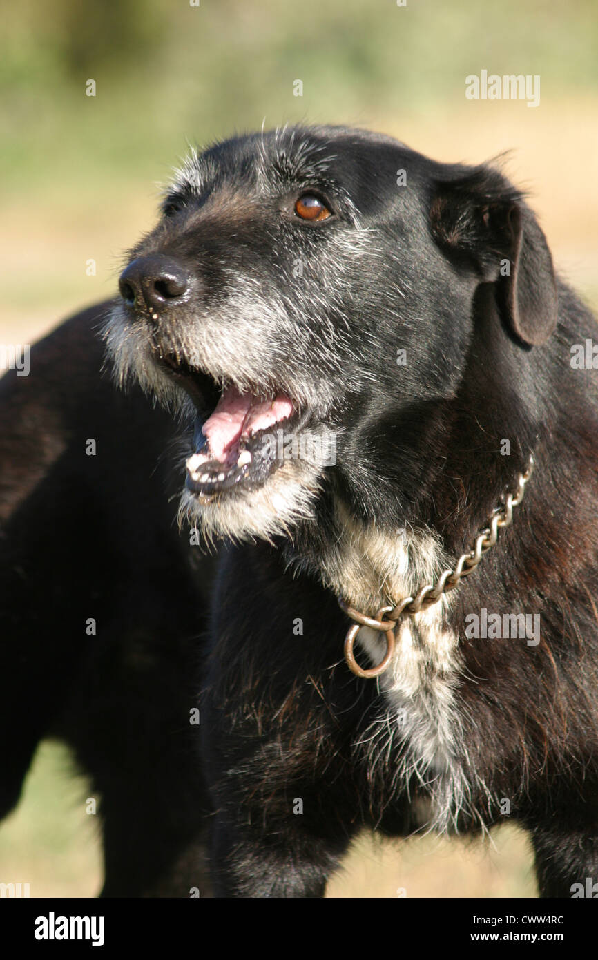 Black dog barking hires stock photography and images Alamy