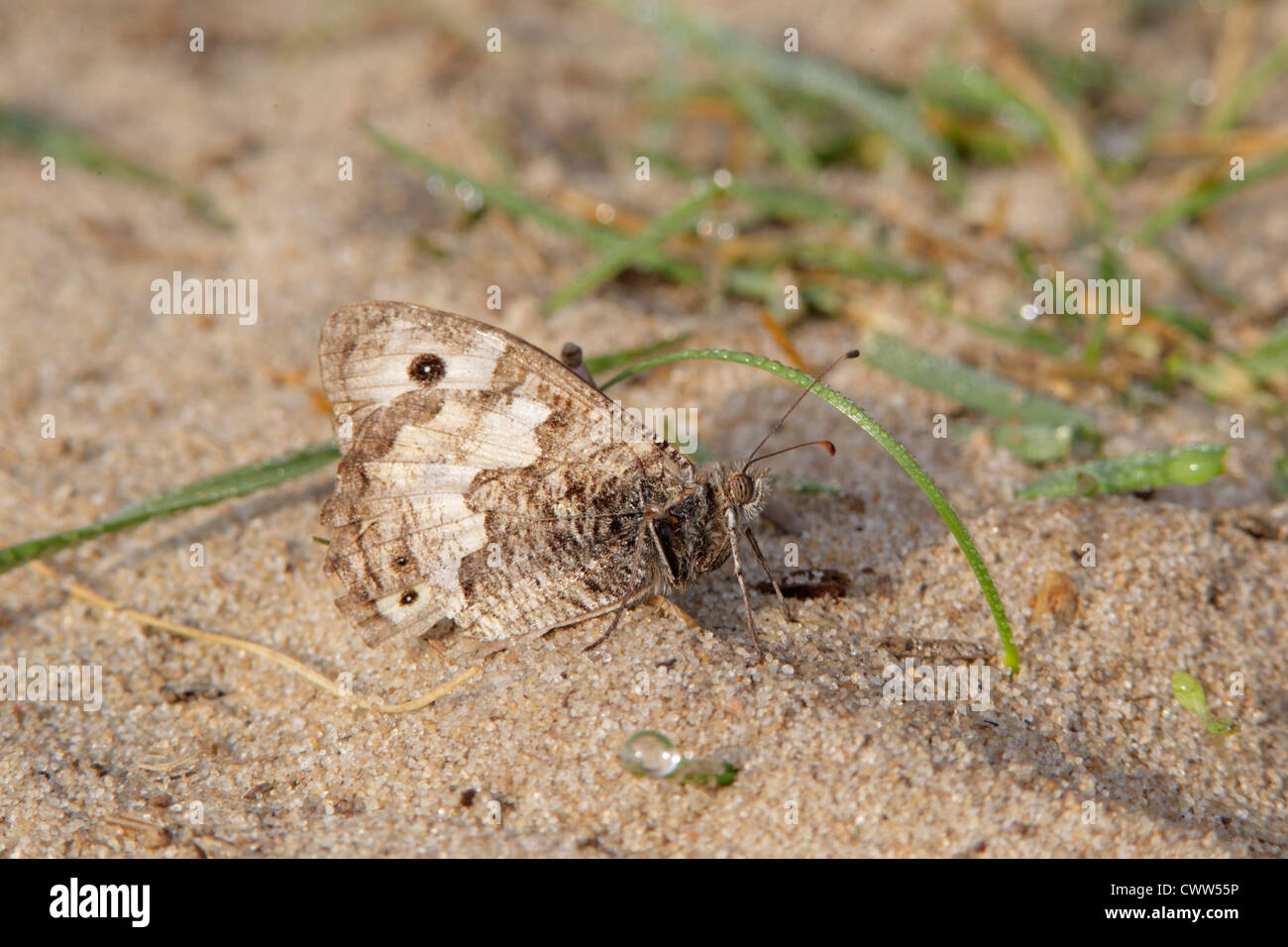 Grayling butterfly hires stock photography and images Alamy