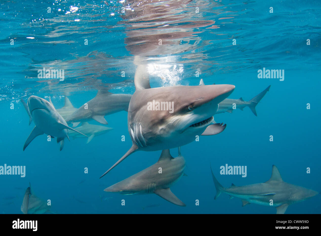 Black Tip Sharks in Aliwal Shoal, South Africa Stock Photo