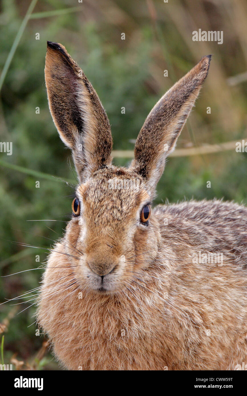 Head shot of a Brown Hare showing its large ears Stock Photo - Alamy