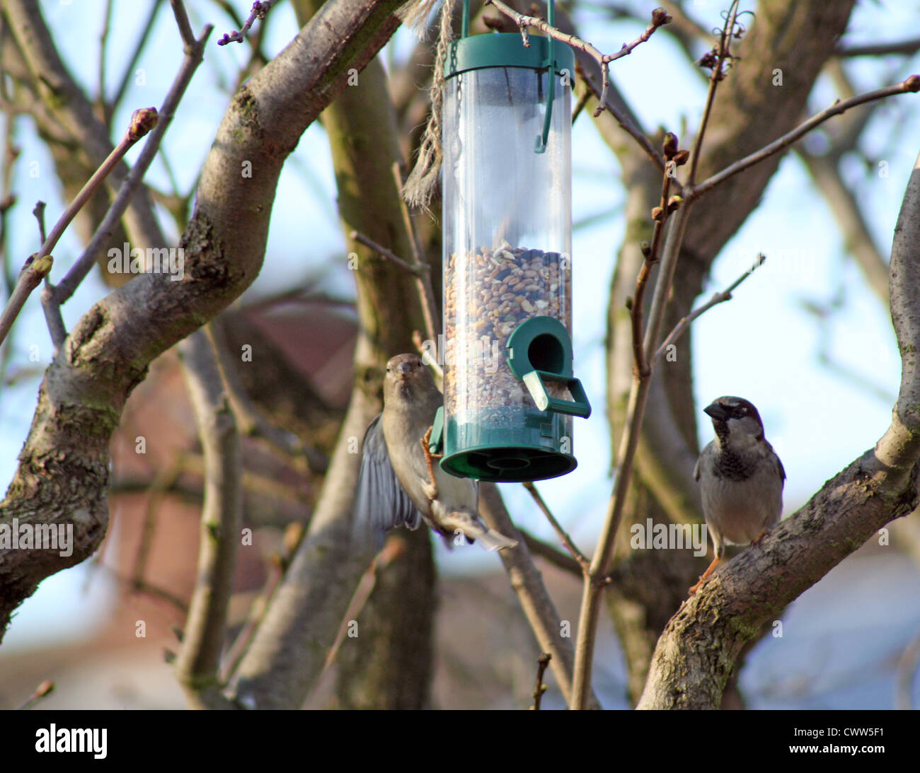 female house sparrow eating at a bird feeder Stock Photo Alamy