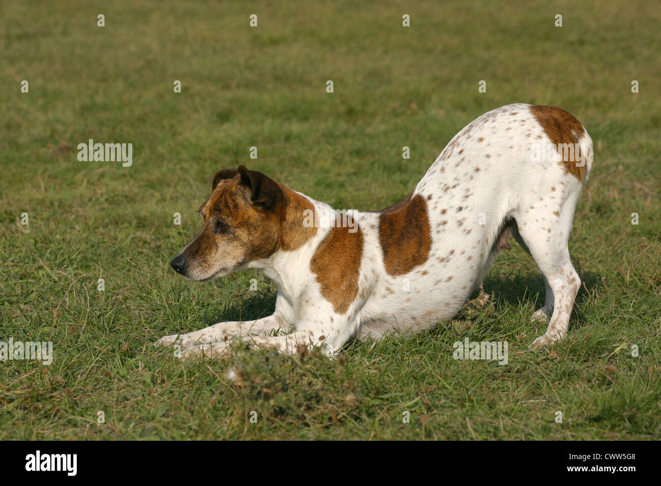 playing Jack Russell Terrier Stock Photo Alamy