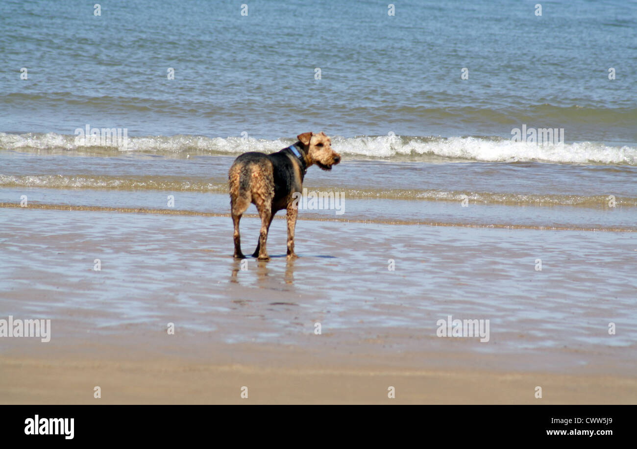 dog playing in the sea Stock Photo