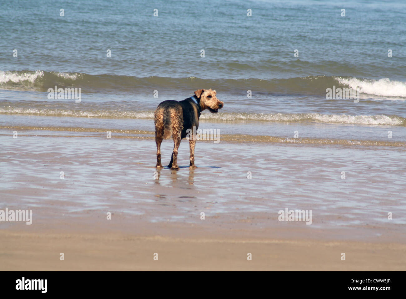 dog playing in the sea Stock Photo