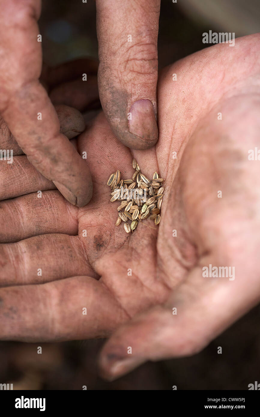 Fennel Seeds in hand Stock Photo