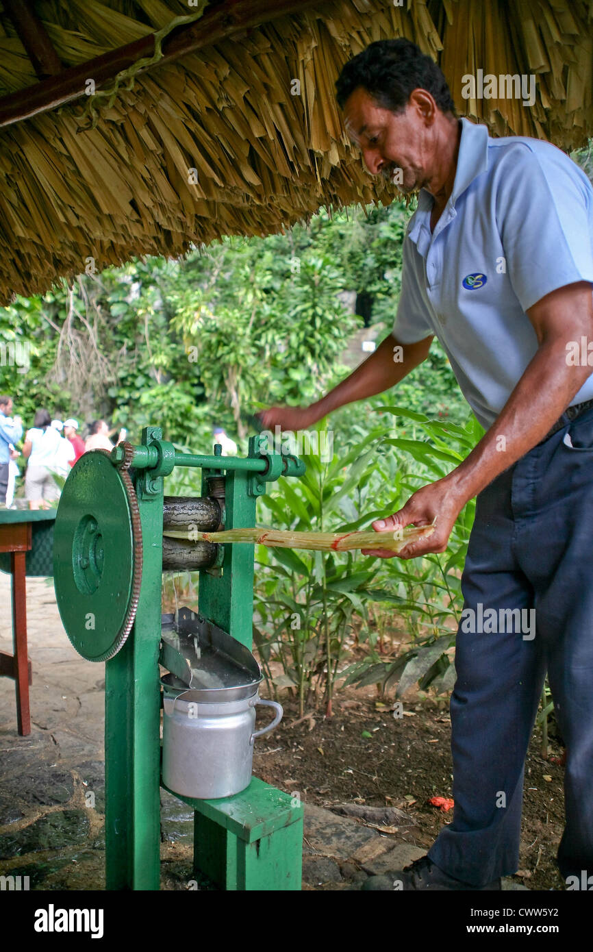 Rolling Sugar Cane to extract it's juice by hand, Sendero Cueva del Indio cave, Valle de Vinales, Pinar del Rio, Cuba Stock Photo