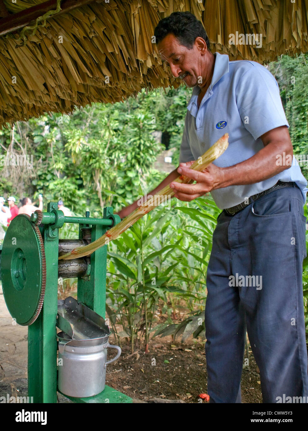 Rolling Sugar Cane to extract it's juice by hand, Sendero Cueva del Indio cave, Valle de Vieales Valley, Pinar del Rio, Cuba Stock Photo