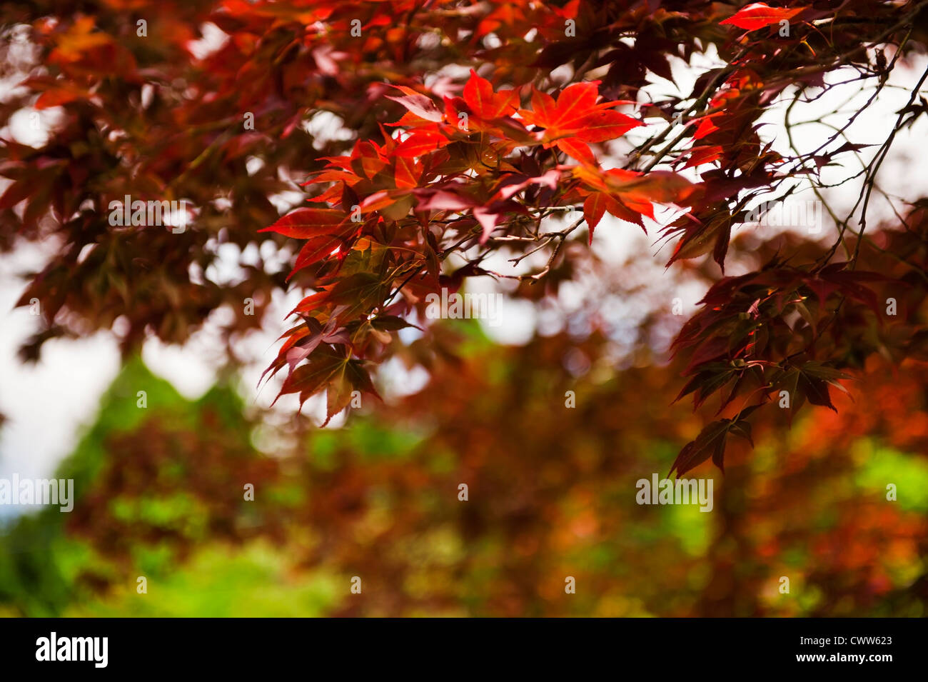Japanese maple (acer japonica) fall background with shallow depth of field Stock Photo