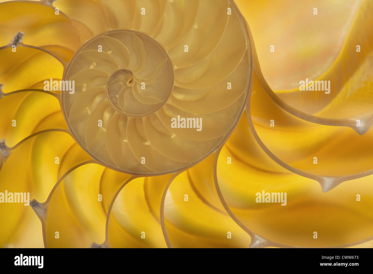 Detailed photo of a halved backlit shell of a chambered nautilus (Nautilus pompilius) Stock Photo