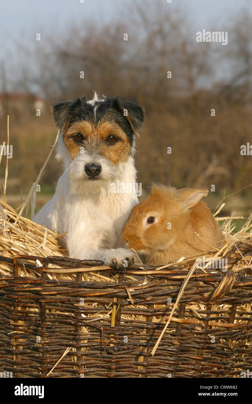 Dogs See Rabbit dog & rabbit Stock Photo - Alamy