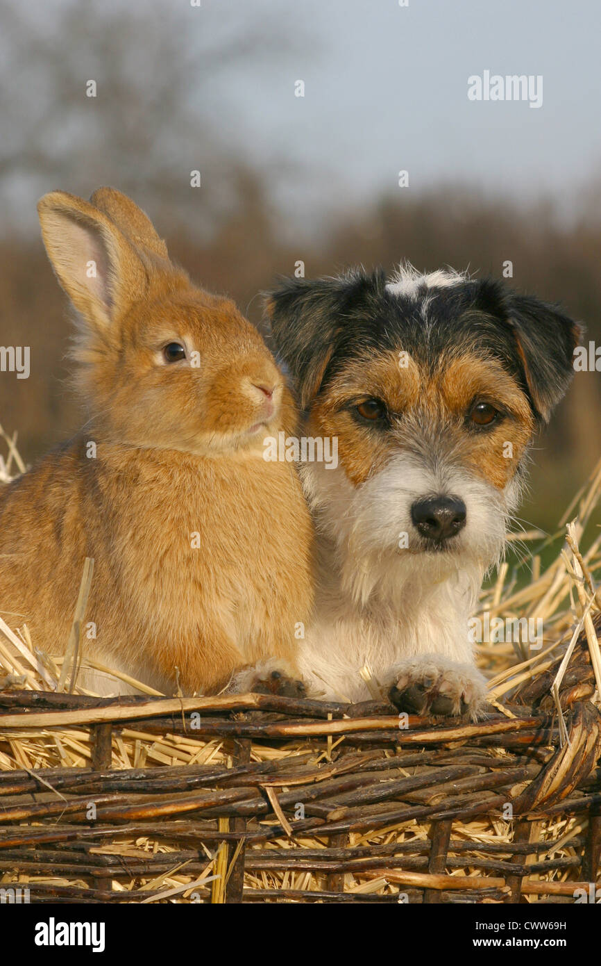 dog & rabbit Stock Photo Alamy