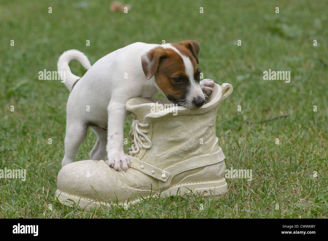 Dog chewing shoe hi-res stock photography and images - Page 2 - Alamy