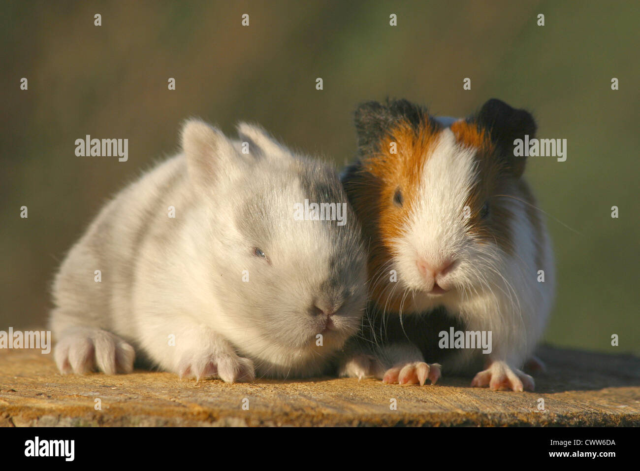 guinea pig & bunny Stock Photo Alamy