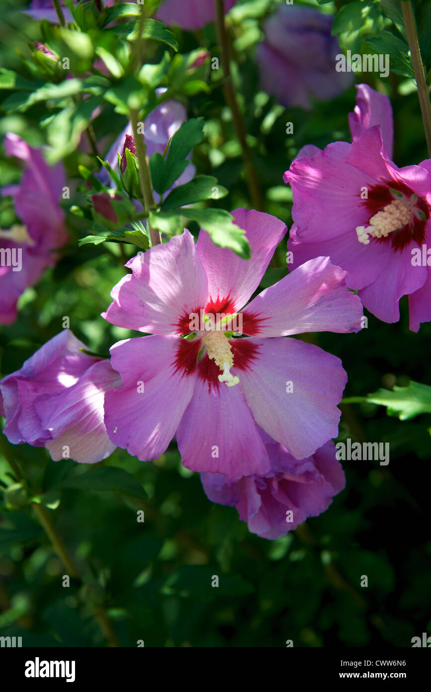 Hibiscus syriacus pink flowers growing in a garden in Grolejac ...