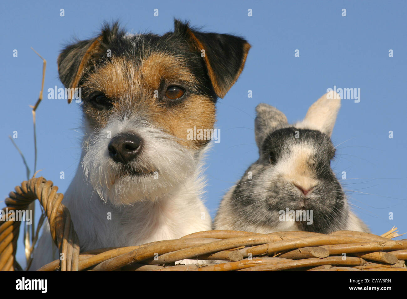 dog & rabbit Stock Photo Alamy