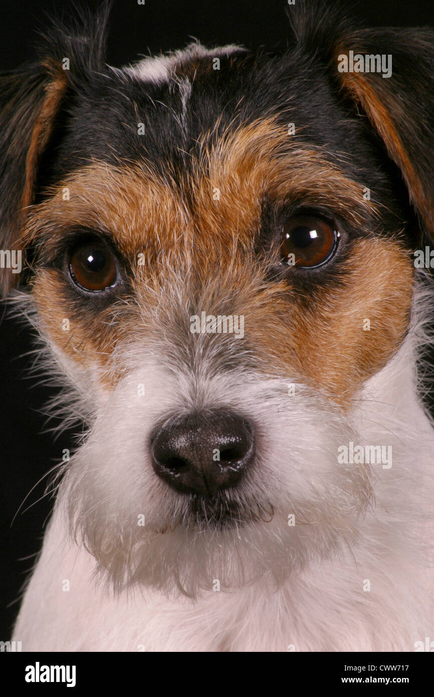 Parson Russell Terrier Stock Photo