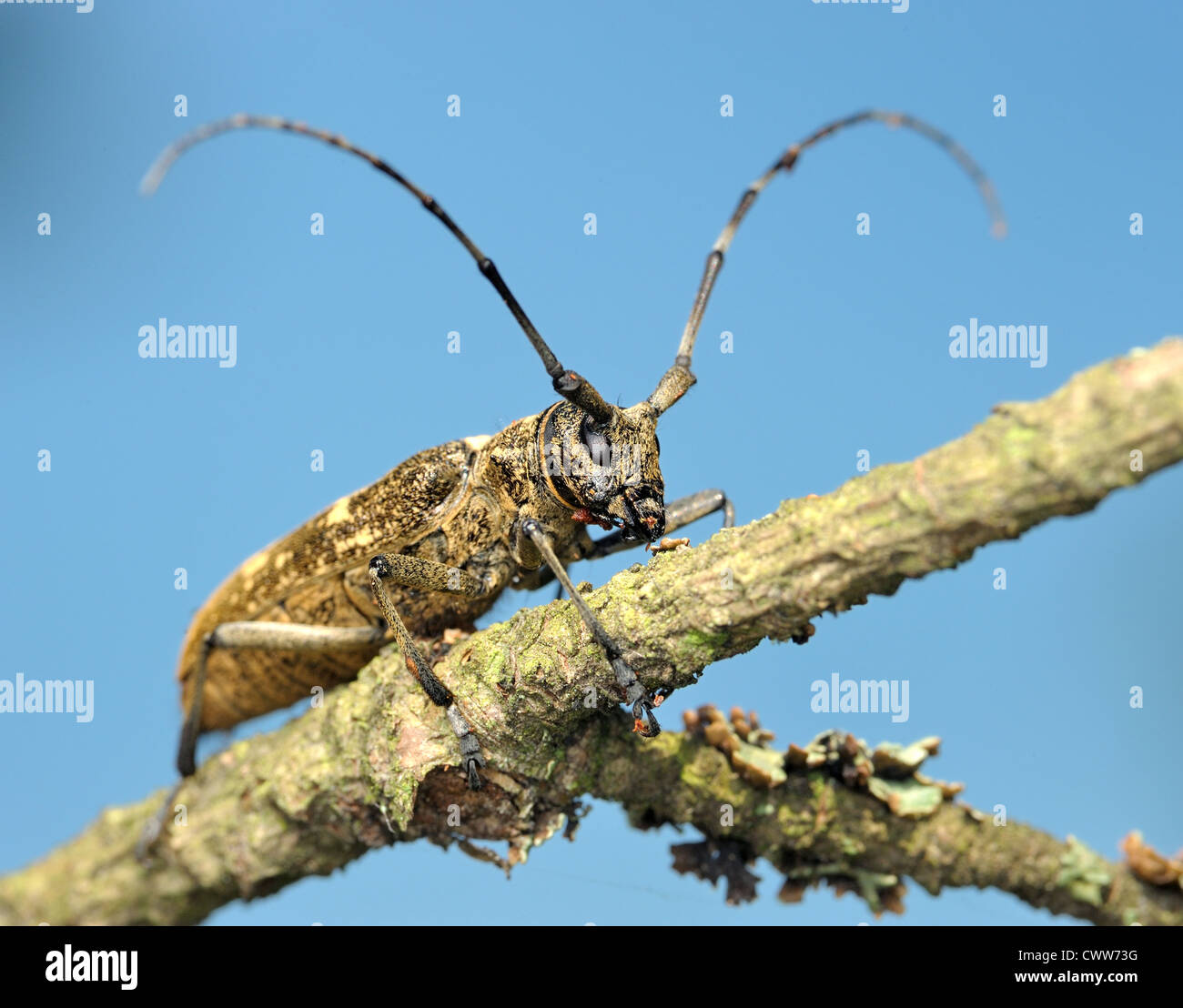 Beetle Cerambycidae on a dry branch, a photo from the bottom point against the sky. Stock Photo