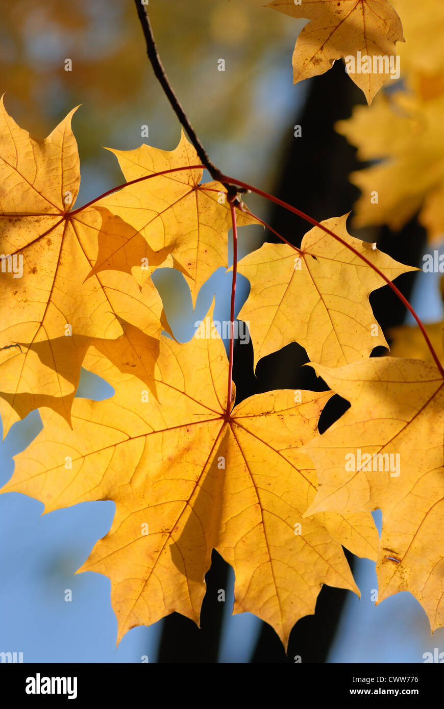 Yellow autumn maple leaves on trees in park Stock Photo - Alamy