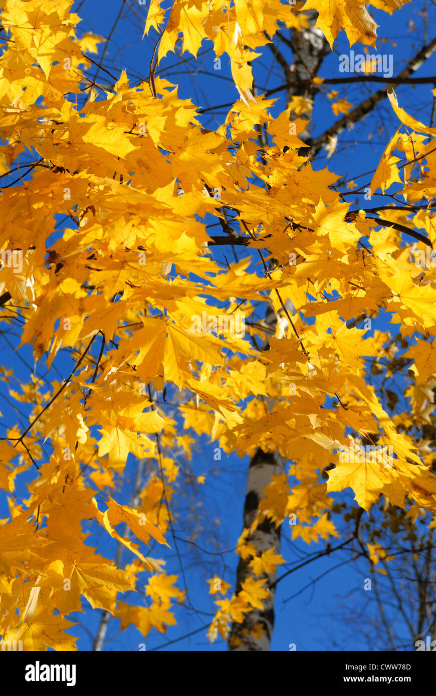 Yellow autumn maple leaves on trees in park Stock Photo - Alamy