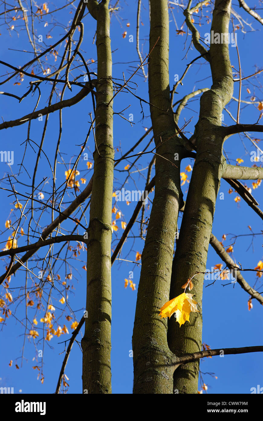 Yellow autumn maple leaves on trees in park Stock Photo - Alamy