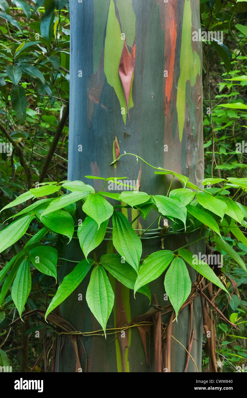 Vine grows around base of Rainbow Gum (Eucalyptus deglupta) Native eucalyptus, Tompotika Peninsula, Central Sulawesi, Indonesia Stock Photo