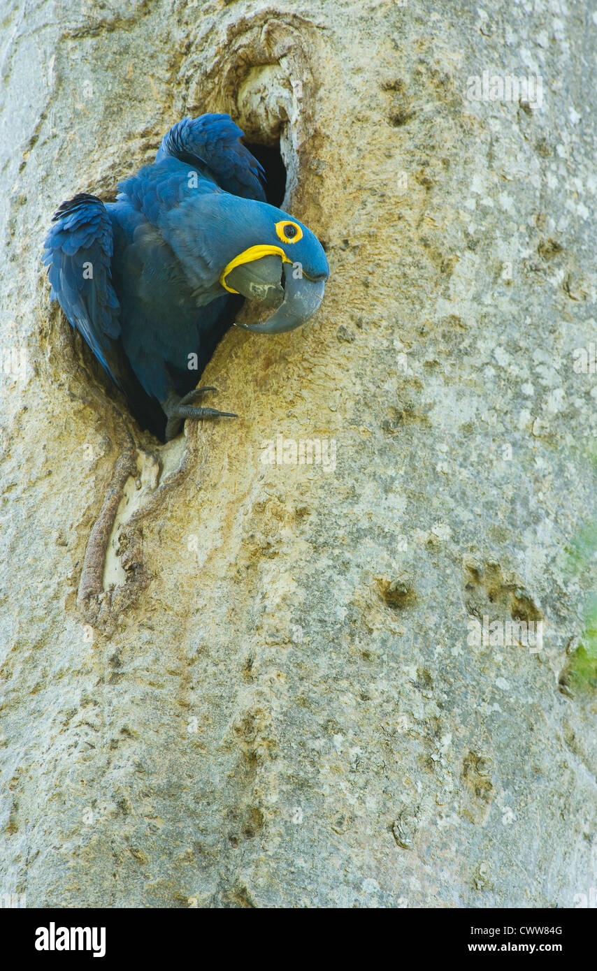 Hyacinth Macaw (Anodorhynchus hyacinthinus) Emerging from nest hole, Pantanal, Brazil Stock Photo