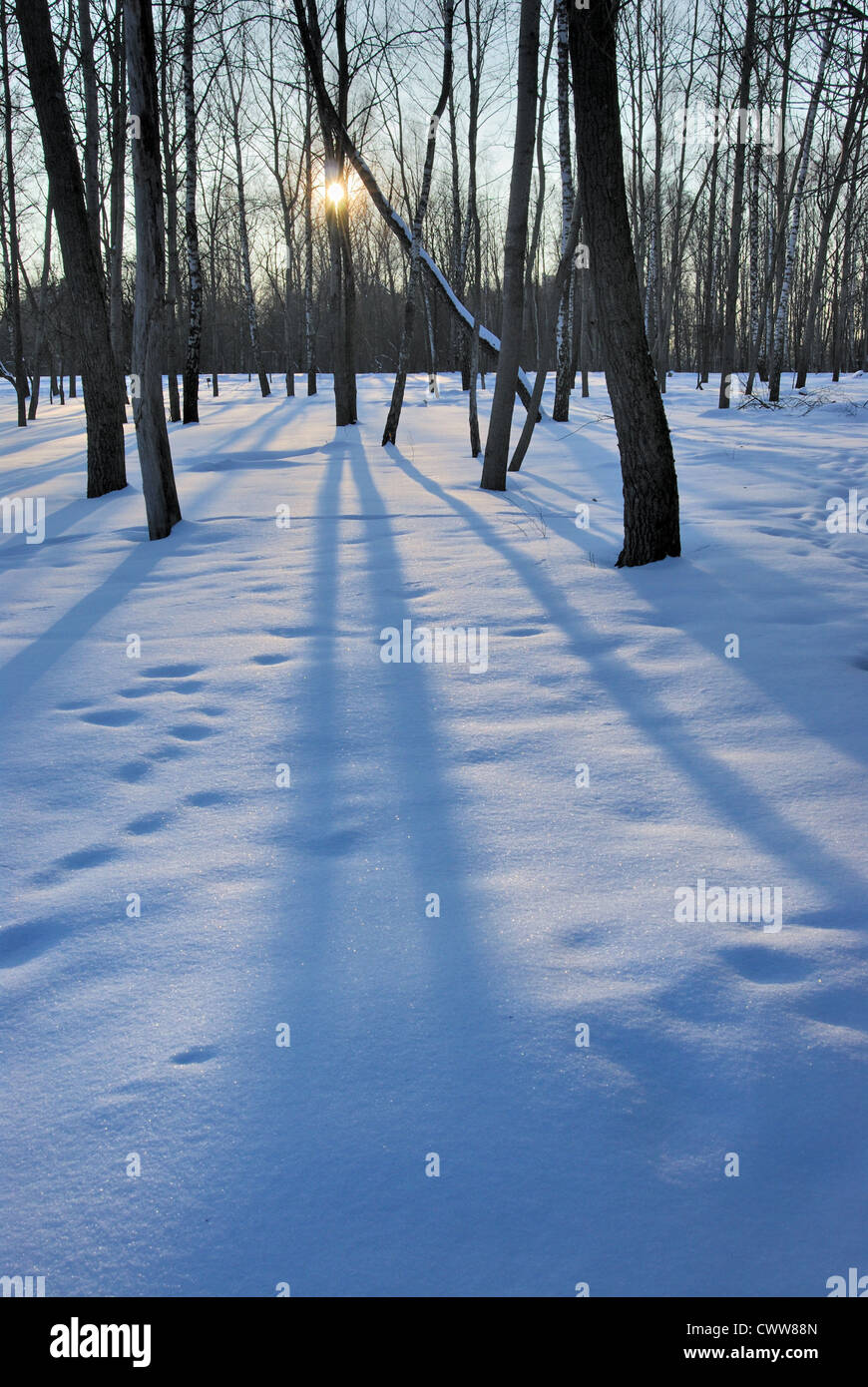 The low winter sun, the blue snow and the long shadows of the trees ...