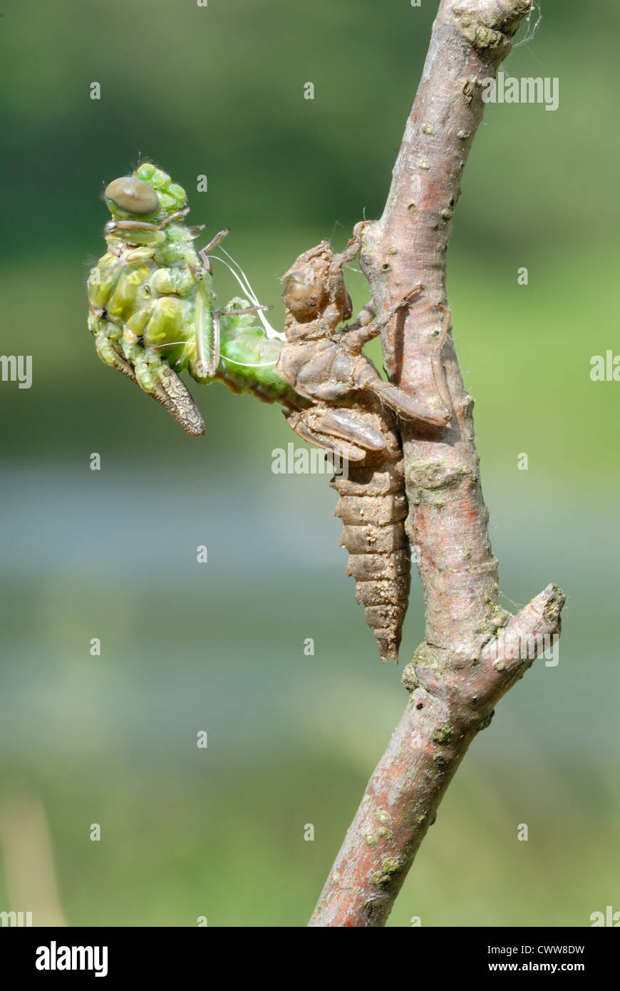 A series of 5 pictures out of the dragonfly larva skin. Stock Photo