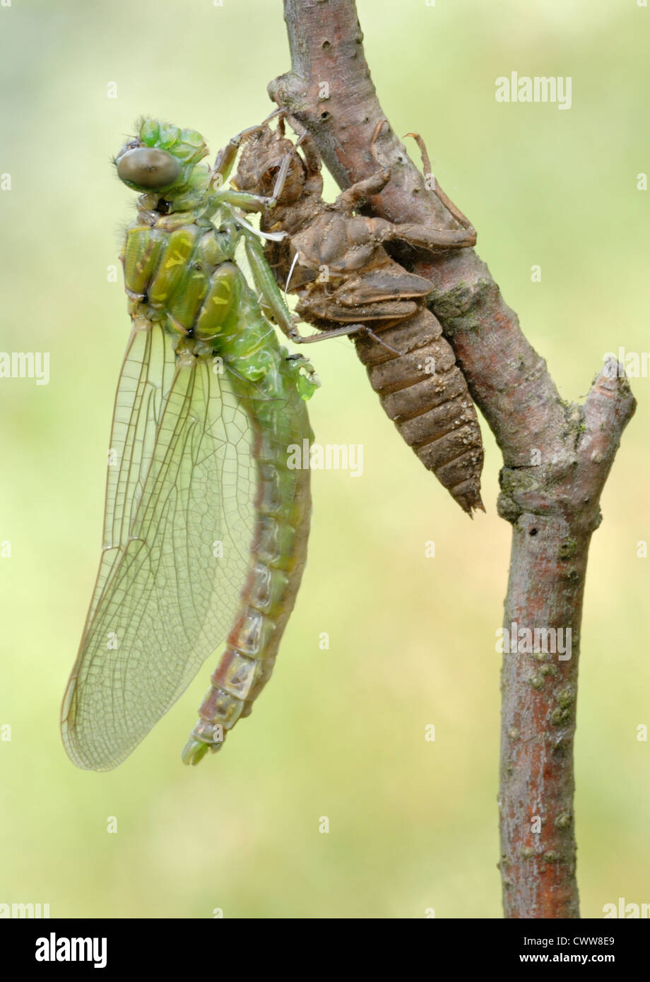A series of 5 pictures out of the dragonfly larva skin. Stock Photo