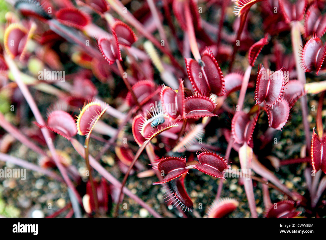 Holland Red Venus Fly Traps,carnivorous insect eaters Stock Photo Alamy