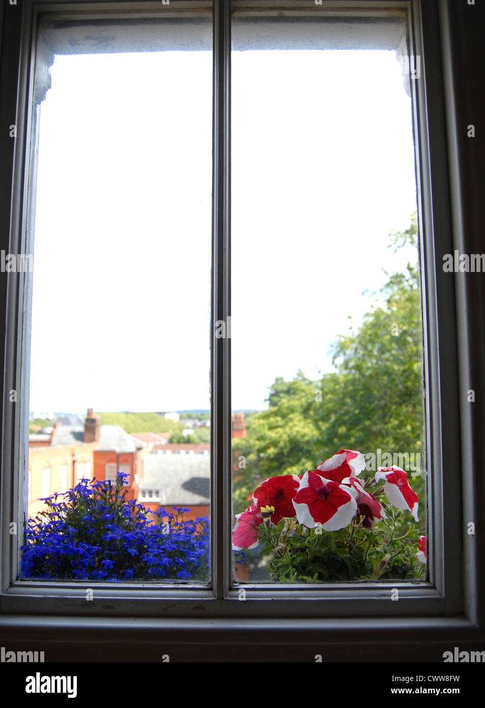Flowers in windowsill Stock Photo Alamy