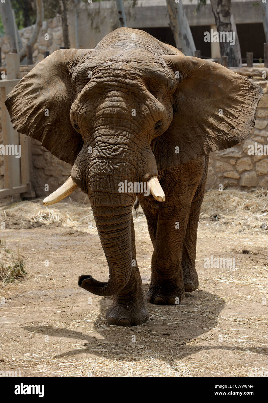Largest land animal hi-res stock photography and images - Alamy