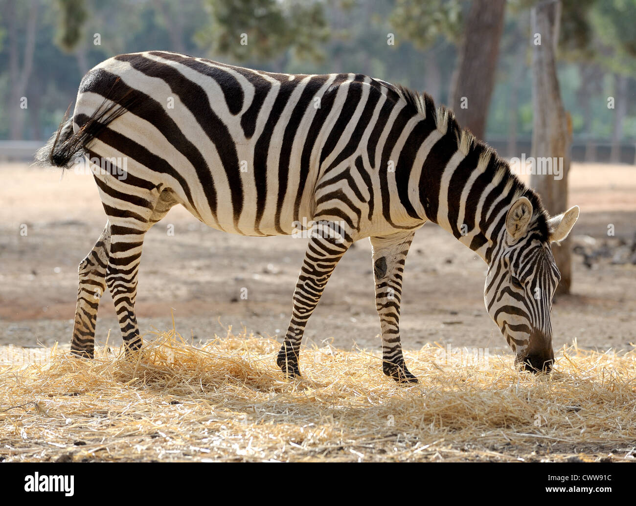 A strip of black, a strip of white - zebra in a zoo. Stock Photo