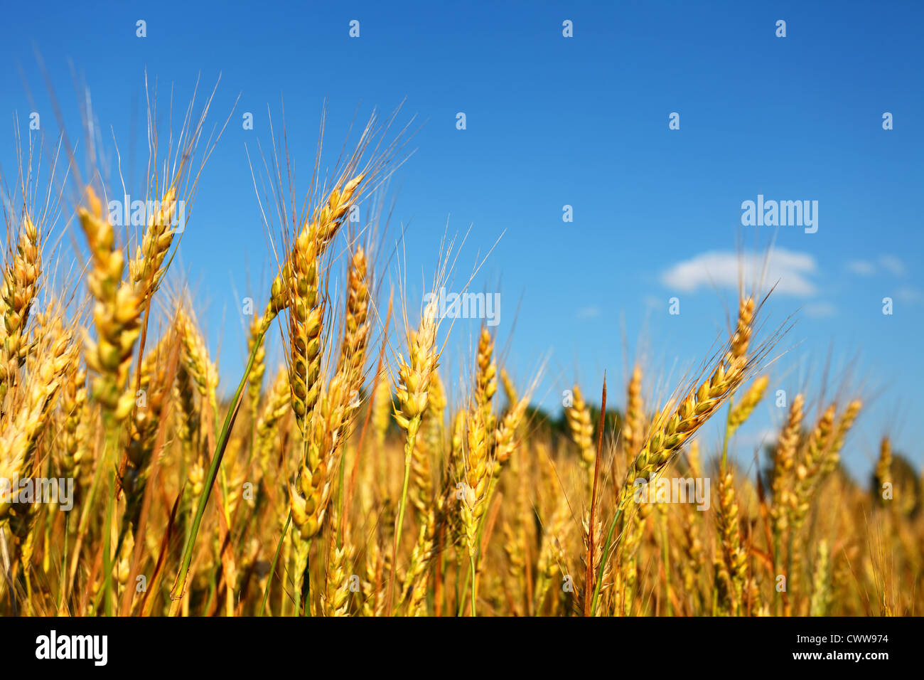 ripe wheat ears and blue sky Stock Photo - Alamy