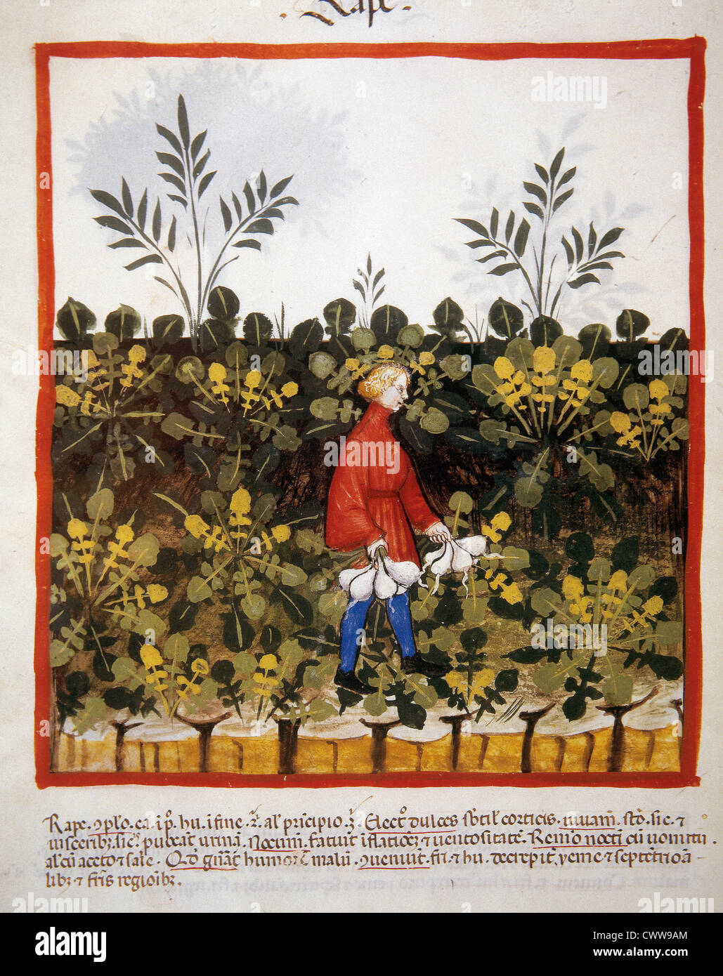Tacuinum Sanitatis. 14th century. Medieval handbook of health. Man carrying turnips. Miniature. Fol. 52 v. Stock Photo