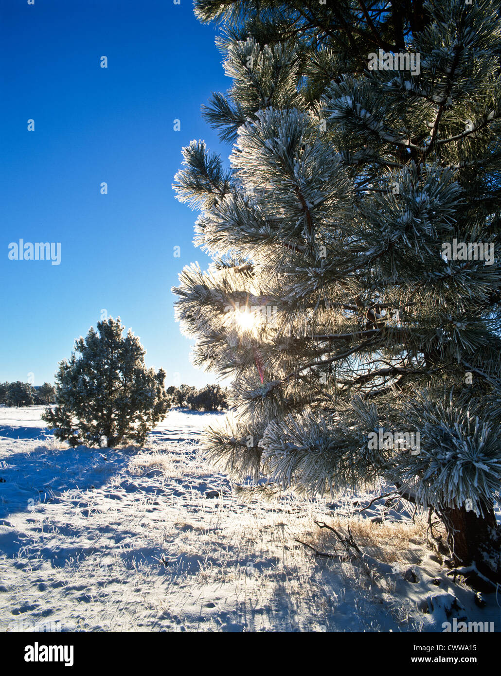 Ice in trees with fresh snow south of Flagstaff, Arizona. Sunburst ...